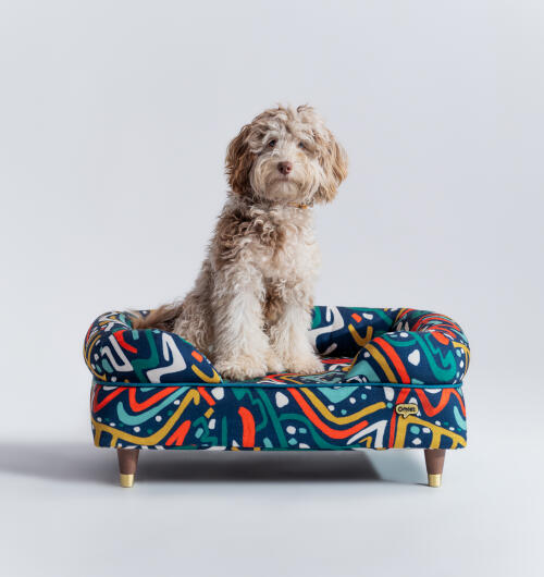 Perro esponjoso sentado en una cama con almohadones de colores vivos