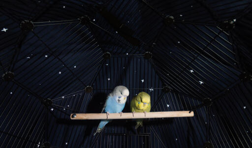 Periquitos posados dentro de Omlet Geo jaula para pájaros con cubierta nocturna en la jaula