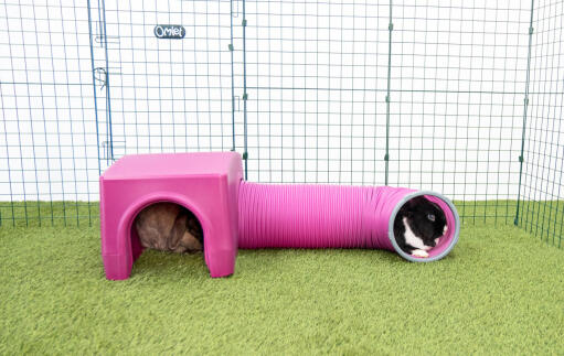 Conejos en el refugio púrpura Zippi y el túnel de jueGo
