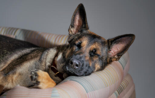 Un pastor alemán descansando en la cama para perros pawsteps natural bolster