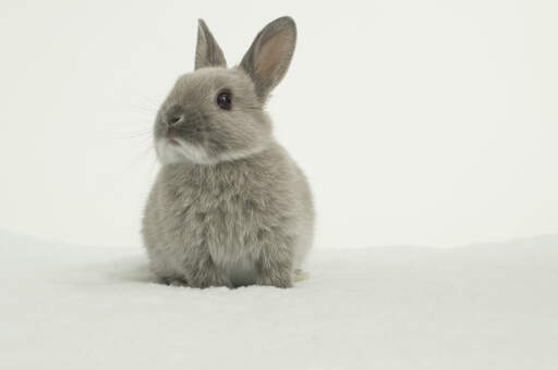 Un adorable conejo enano holandés de suave pelaje gris