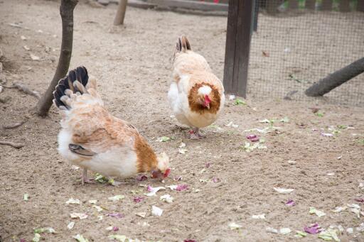 Un par de pollos sulmtaler picoteando el suelo