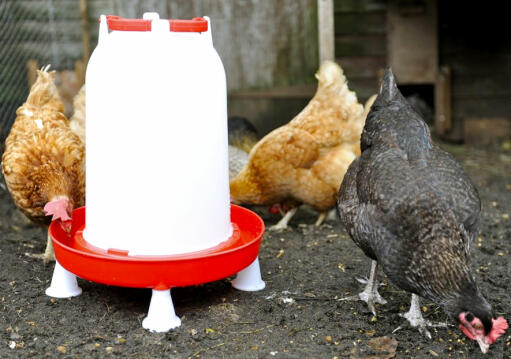 Utilice las patas opcionales para mantener el bebedero de pollo fuera del suelo