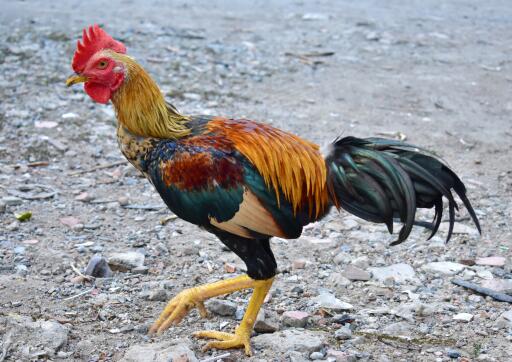 Hermoso gallo taiwanés caminando