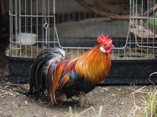 Ohiki-pastoreo de pollos