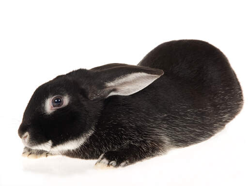 Un adorable conejo de zorro plateado con las orejas hacia atrás