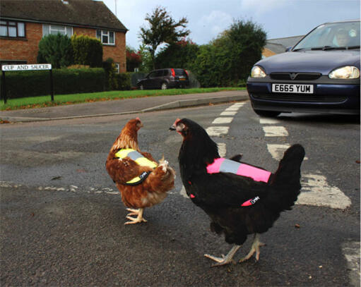 ¡mantenga los pollos a salvo en la carretera!
