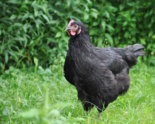 Australorps-pollo-negro