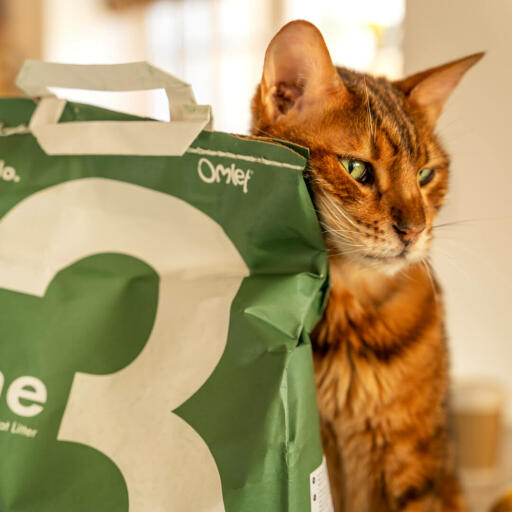 Gato atigrado apoyado en una bolsa verde de arena para gatos