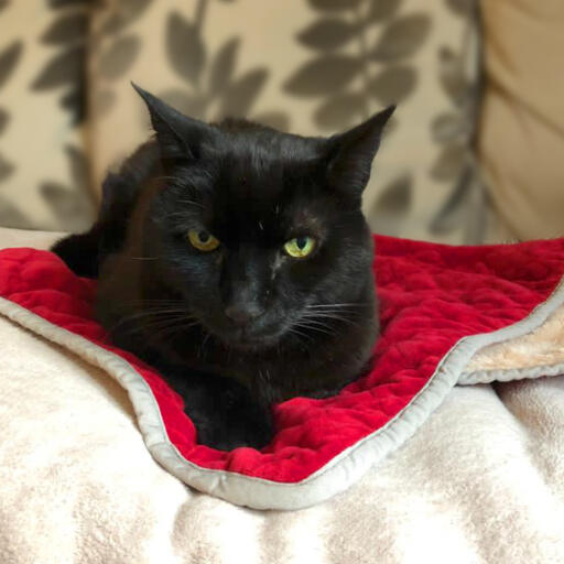 Gato negro sentado en Luxury cat christmas blanket