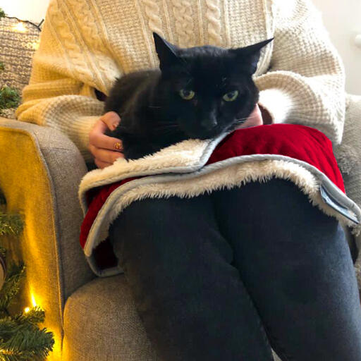 Gato negro sentado en Luxury cat christmas blanket on person