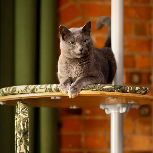 Gato descansando en un árbol para gatos de interior Freestyle plataforma con cojín