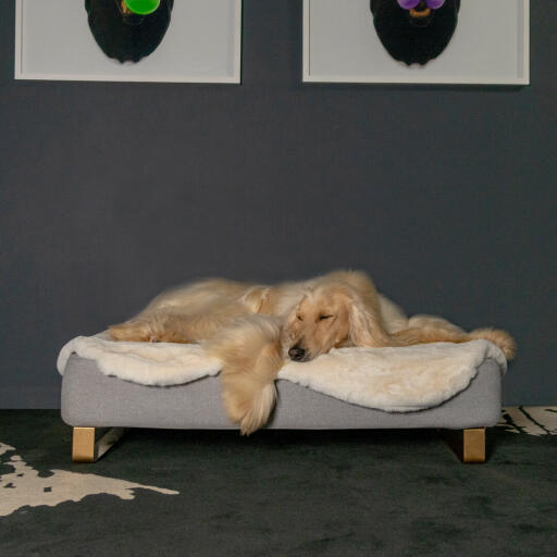 Perro acostado en Omlet Topology cama para perros con topper de piel de oveja y Gold pies de barandilla
