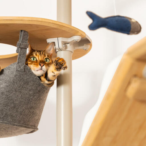 Gato sentado en la hamaca de Omlet árbol del gato de piso a techo jugando con el juguete de los peces