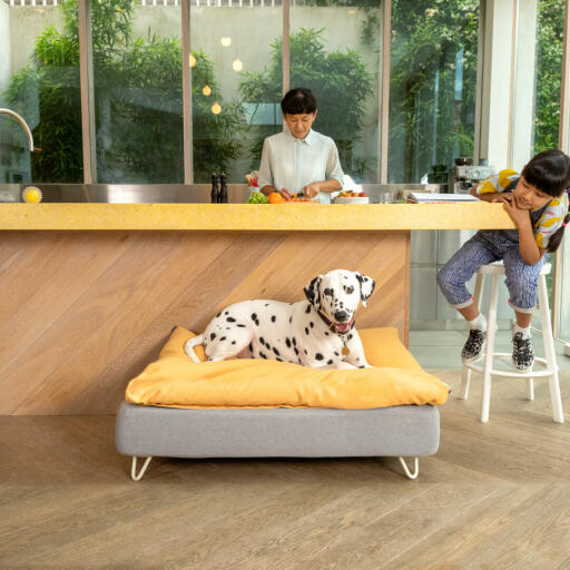 Dálmata acostado en Omlet Topology cama para perros con pies de horquilla blanca