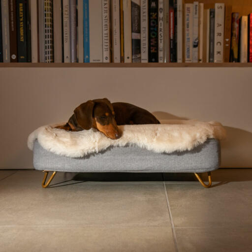 Perro salchicha acostado en Omlet Topology cama para perros con topper de piel de oveja y Gold hairpin feet
