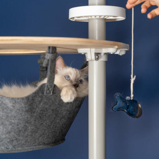 Lindo gato blanco mullido jugando con un juguete de pescado en la hamaca de un árbol para gatos de piso a techo Omlet 