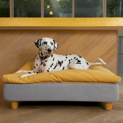 Perro tumbado en Omlet Topology cama para perros con topper de bolsa de frijoles y pies redondos de madera
