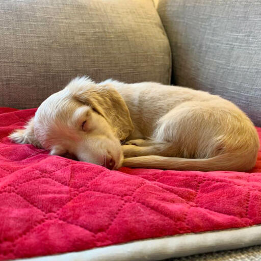 Un perro disfrutando de la manta roja para perros Omlet.
