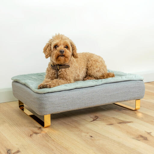 Perro sentado en Omlet Topology cama para perros con cubierta acolchada topper y Gold rail feet