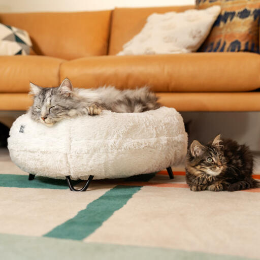 Gatos descansando en la lujosa cama para gatos donut en color blanco nieve con patas metálicas en forma de horquilla negra