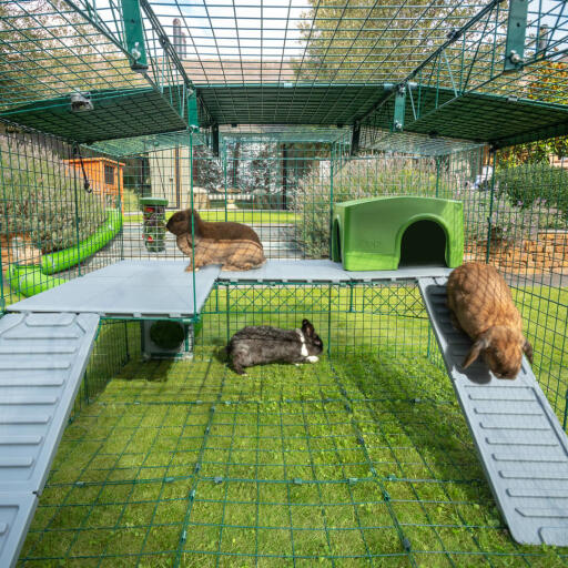 Dentro de Omlet Zippi corral para conejos con Zippi plataformas, refugio verde Zippi y tres conejos