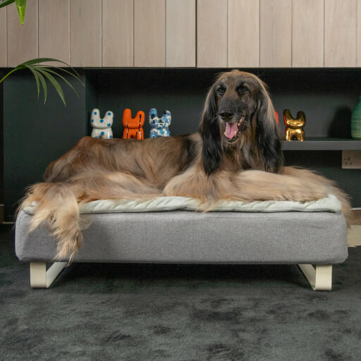 Perro sentado en Omlet Topology cama para perros con topper acolchado y pies de barandilla blancos