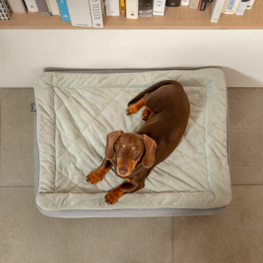 Vista superior de un perro salchicha en Omlet Topology cama para perros con topper acolchado