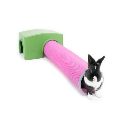 Conejo jugando en el refugio y el túnel de jueGo de green Zippi 