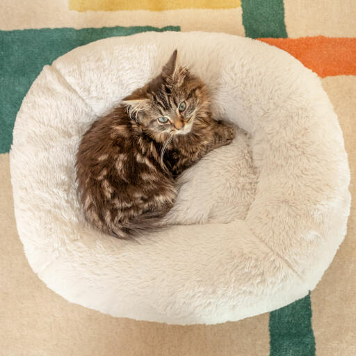 Georgie, la gatita de la imagen pesa poco más de 1 kg y está encantada con su cama donut