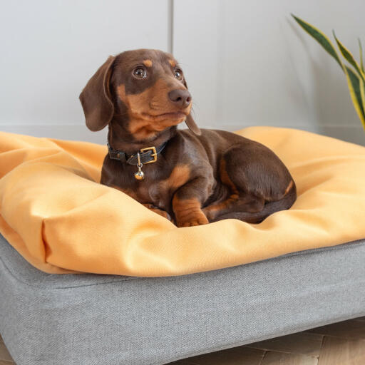Winston, el perro salchicha de la foto está encantado con su cama pequeña Topology con una funda puff