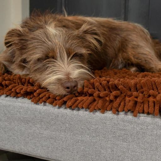 Perro durmiendo en la cama para perros Topology de Omlet con funda de microfibra