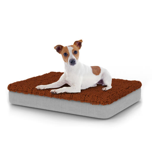 Perro sentado en la pequeña cama para perros Topology con topper de microfibra