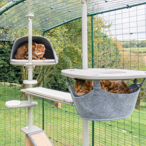 Los gatos juegan en el sistema de árbol para gatos de exterior Omlet en el catio Omlet 