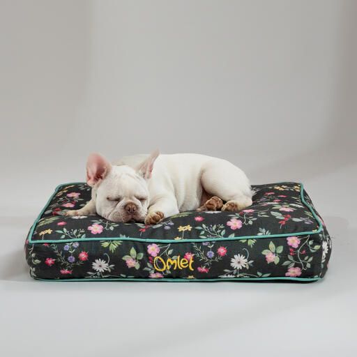 Bulldog en una cama para perros de diseño con cojín pequeño