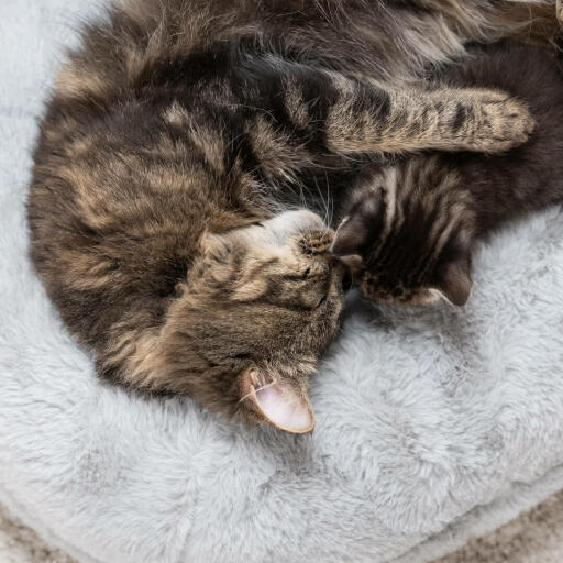 gata con su gatito relajándose en una lujosa y suave cama para gatos tipo donut