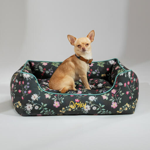 Chihuahua sentado en una cama nido Omlet en el patrón de prado de medianoche