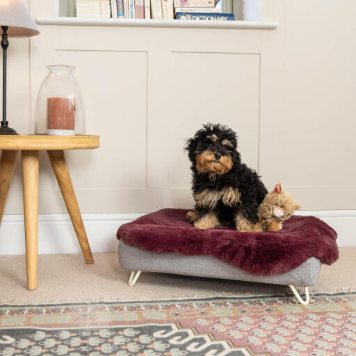 Cockapoo en la lujosa cama para perros Topology de espuma viscoelástica