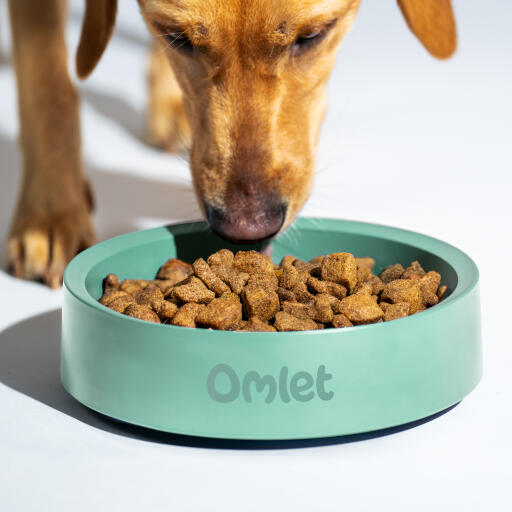 Retriever comiendo comida de un cuenco para perros Omlet en salvia