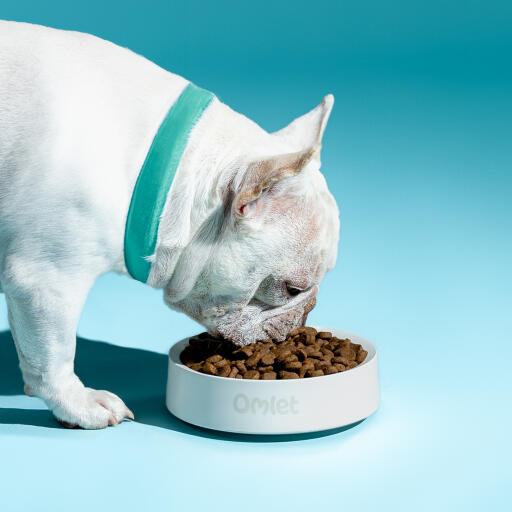 Bulldog francés blanco comiendo de un cuenco para perros Omlet en tiza
