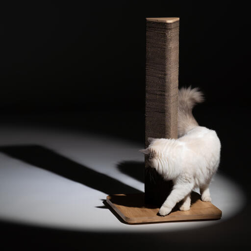 Fluffy white cat circling tall Stak rascador