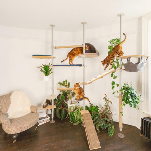 Freestyle árbol de interior para gatos