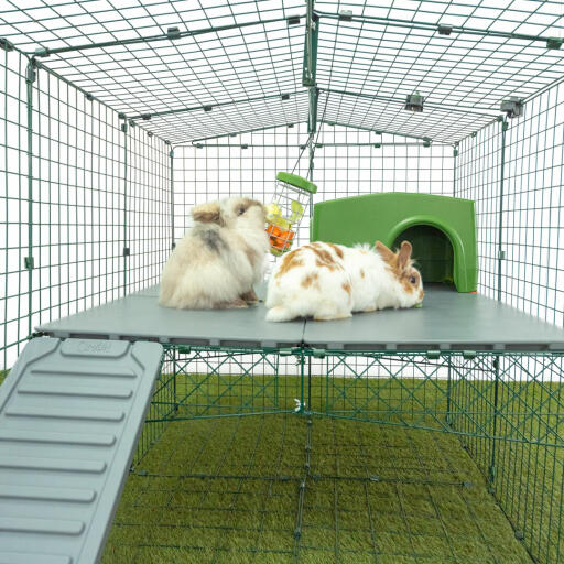 Dos conejos mordisqueando en el despencer de Golosinas en el corral de conejos Omlet.