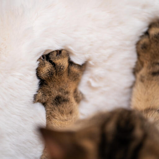 Luxmanta de piel de oveja de ury para gatos