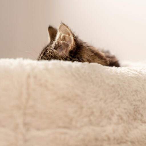 Tanto los gatos adultos como los pequeños se pasan el 80% del día durmiendo, por eso es importante de que tengan un lugar cómodo como la cama donut Maya para relajarse