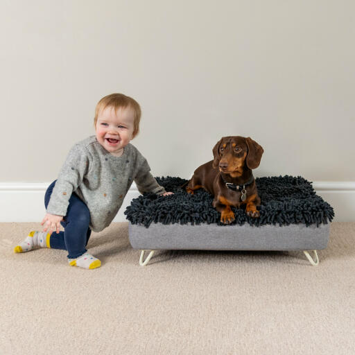 Dachshund en la cama lavable para perros junto a un niño pequeño que se ríe