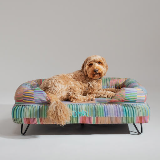 Un Goldendoodle descansando encima de la cama eléctrica para perros pawsteps