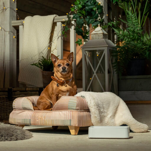 Un chihuahua relajándose en la cama para perros pawsteps natural bolster