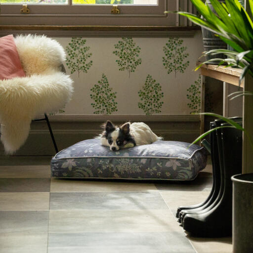 Chihuahua en una cama para perro cojín de diseño forest fall grey diseñada por Omlet