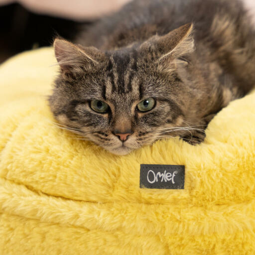 gato relajándose en una cama amarilla super suave para gatos